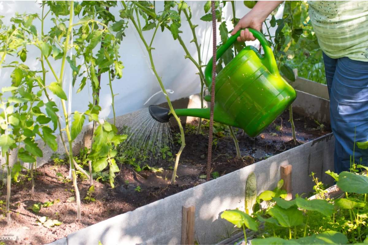 7 Top Rated Techniques For Growing Tomatoes In Raised Beds Happiness