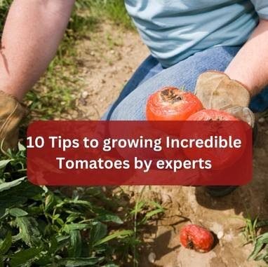 10 Tips to growing Incredible Tomatoes by experts