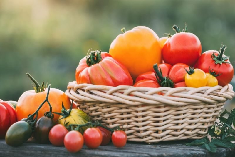 All You Need To Know About Tomatoes.