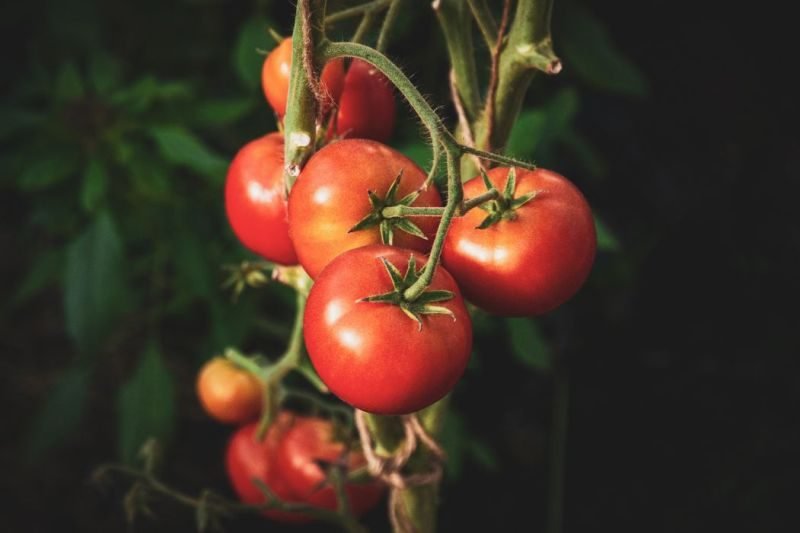 How to grow tomatoes