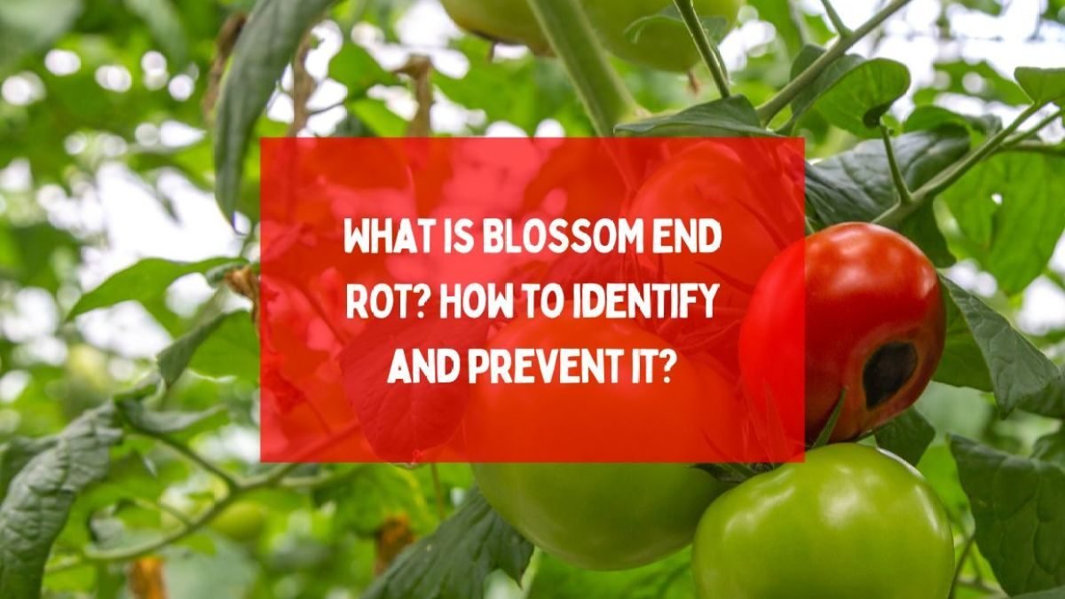 What is BLOSSOM END ROT? How to identify and prevent it?