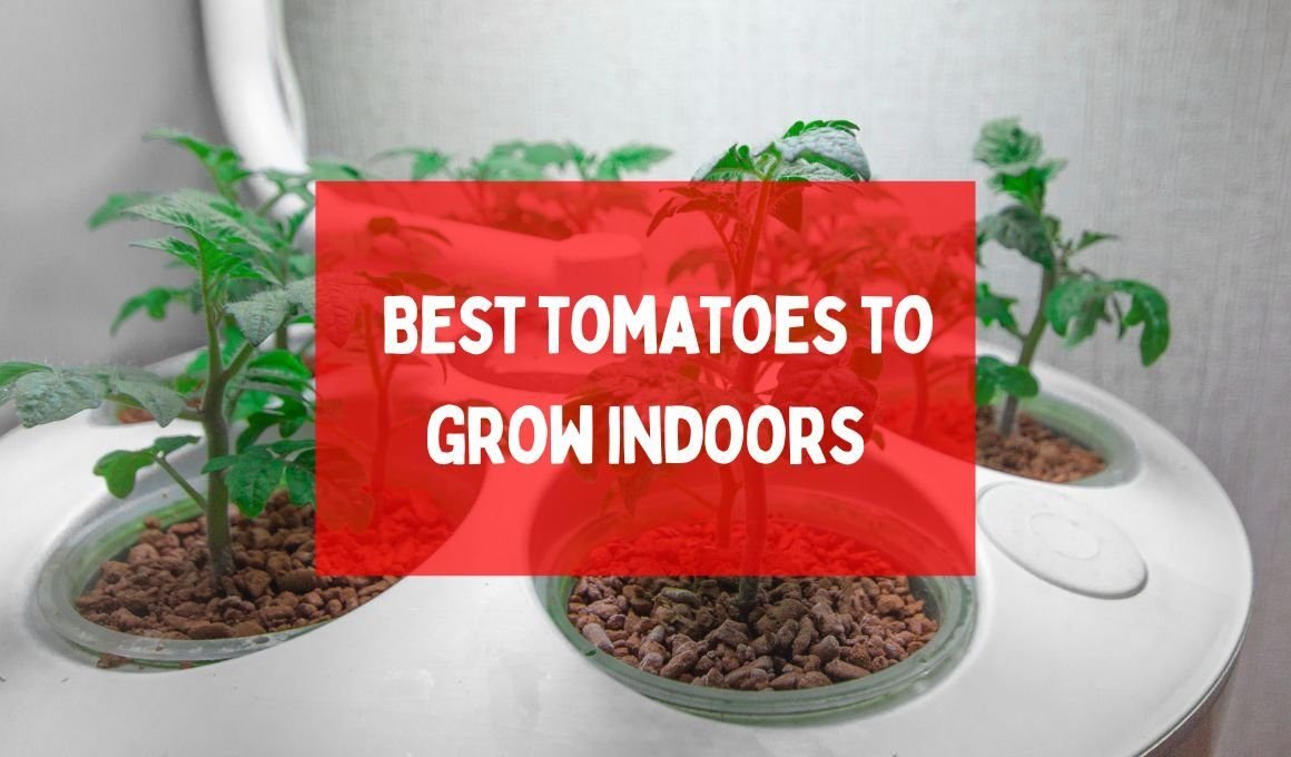Best tomatoes to grow indoors – Pros of indoor tomato plants
