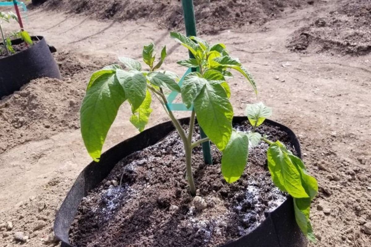 Brandywine Tomato seedlings