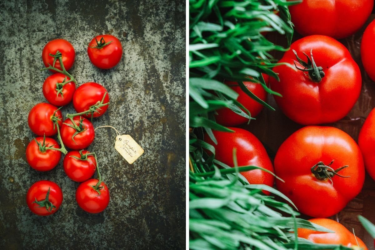 Campari tomatoes different from other types of tomatoes