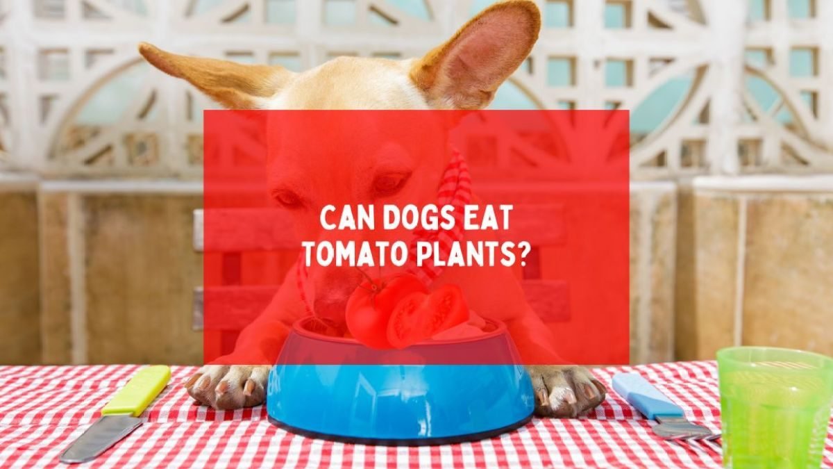 Can dogs eat tomato plants?