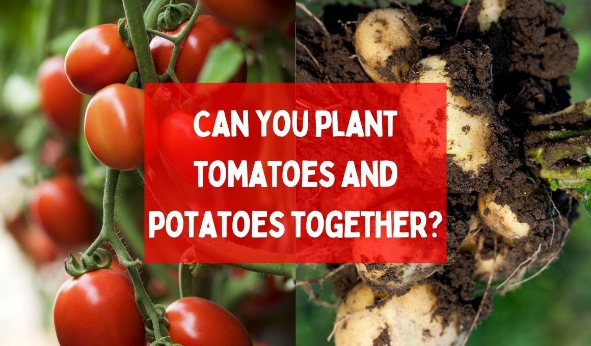 Can you plant tomatoes and potatoes together? Let’s find out.