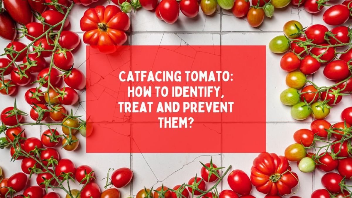 Catfacing Tomato: How To Identify, Treat and Prevent Them?