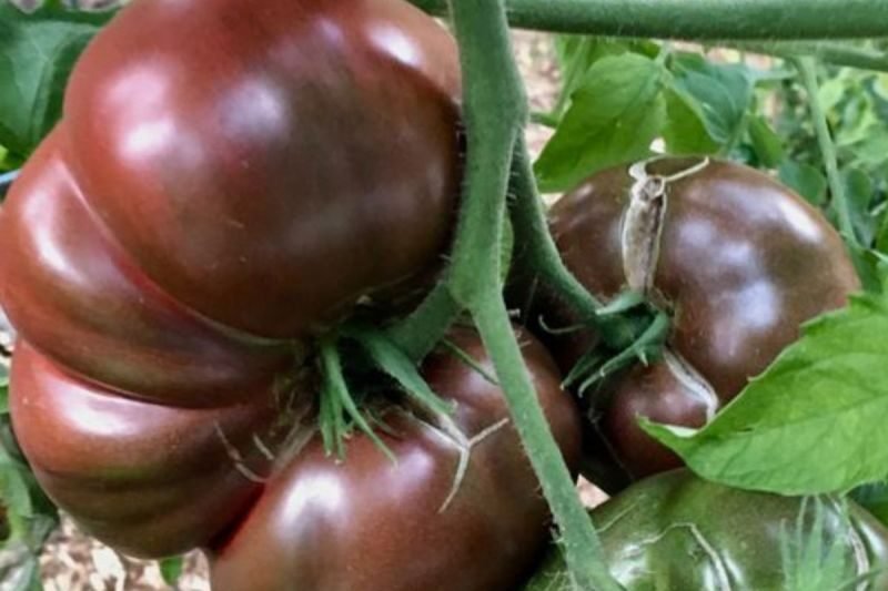 Cherokee Purple Tomatoes