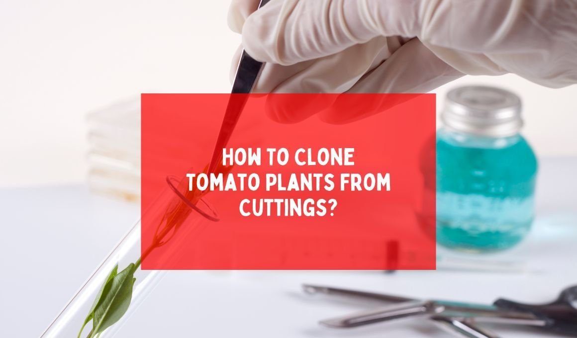 How To Clone Tomato Plants From Cuttings?