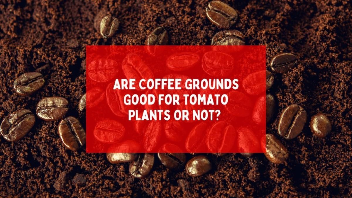 Are Coffee Grounds Good For Tomato Plants OR Not?