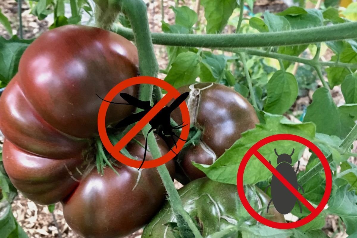 Common Pests and Diseases of Cherokee Purple Tomatoes