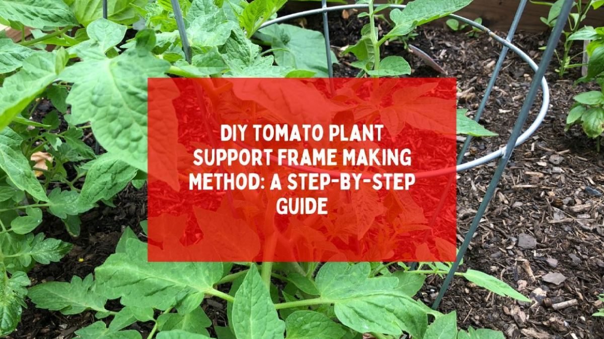 Homemade wooden support frame holding up a tomato plant