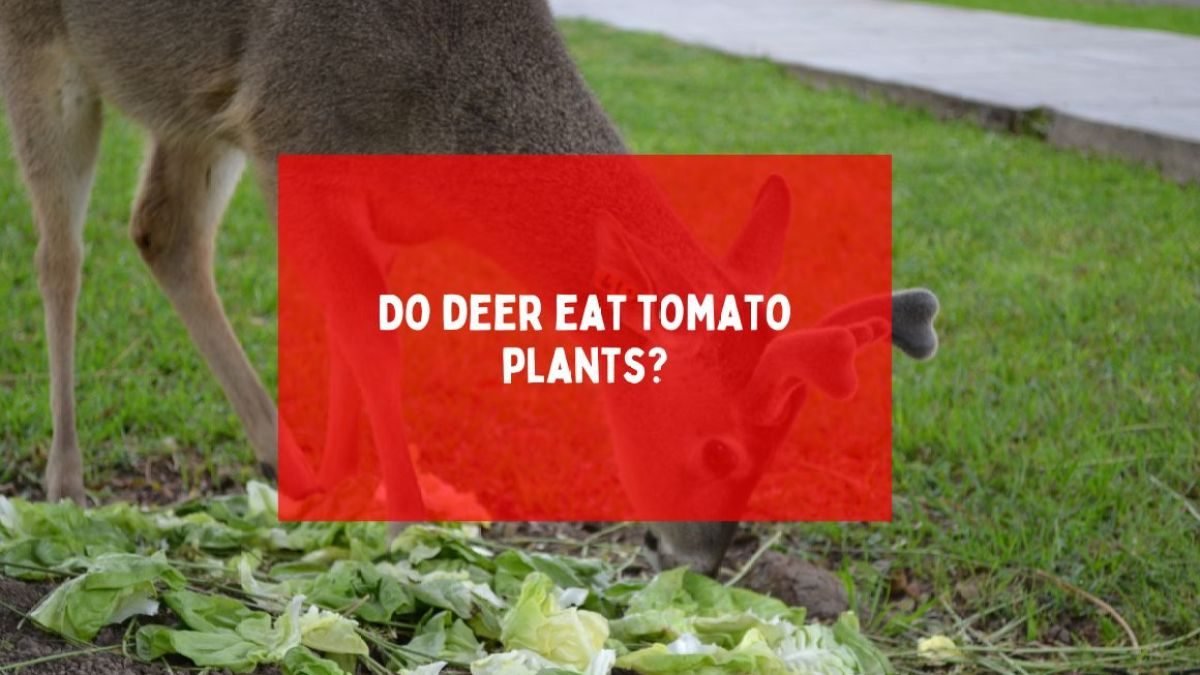 Do deer eat tomato plants?