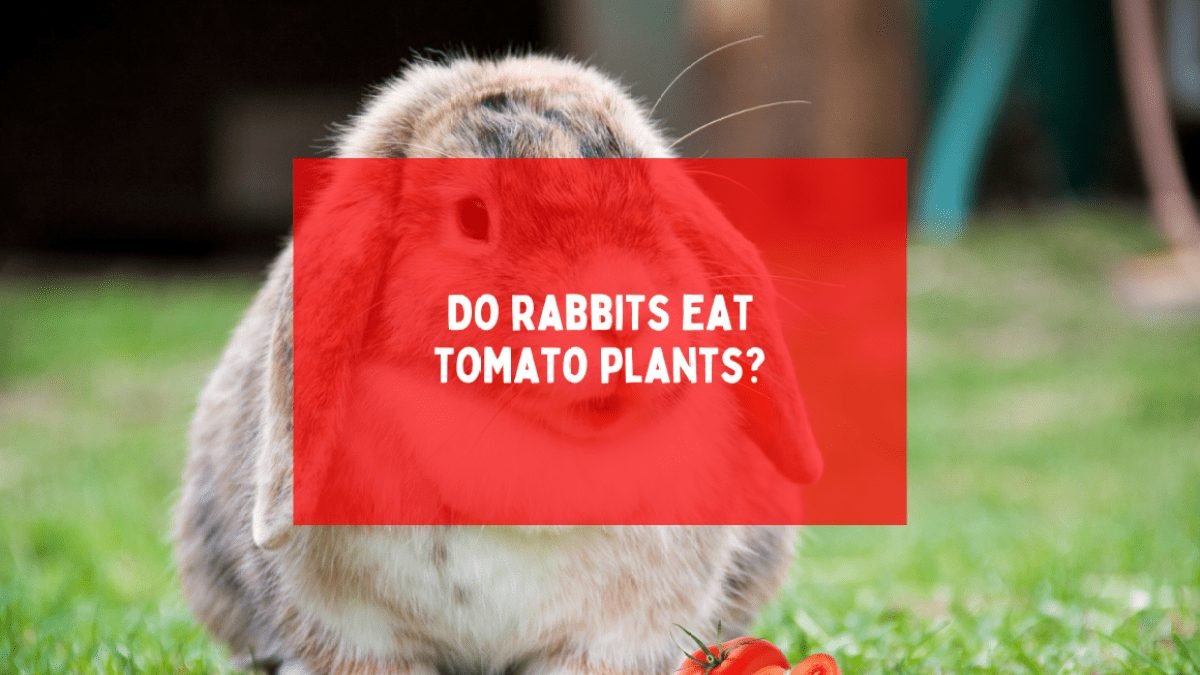 Do rabbits eat tomato plants?