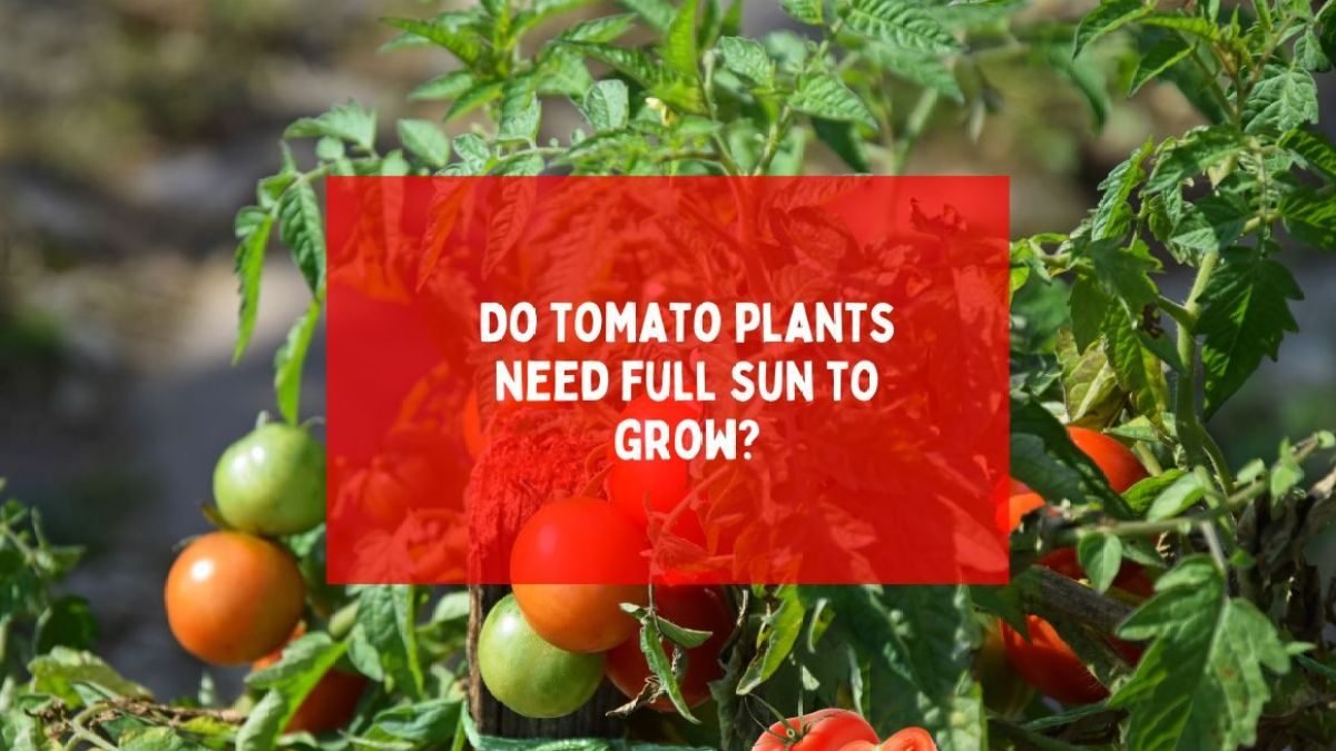 Do tomato plants need full sun to grow?