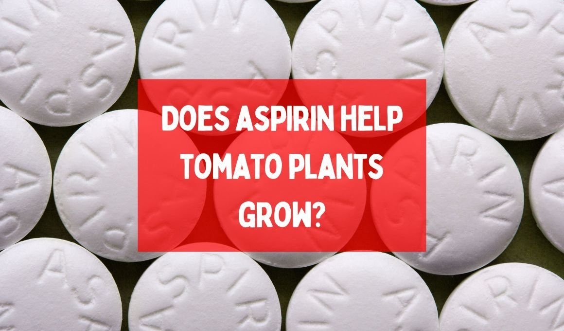 Does aspirin help tomato plants grow? Fiction and reality about aspirin to tomatoes