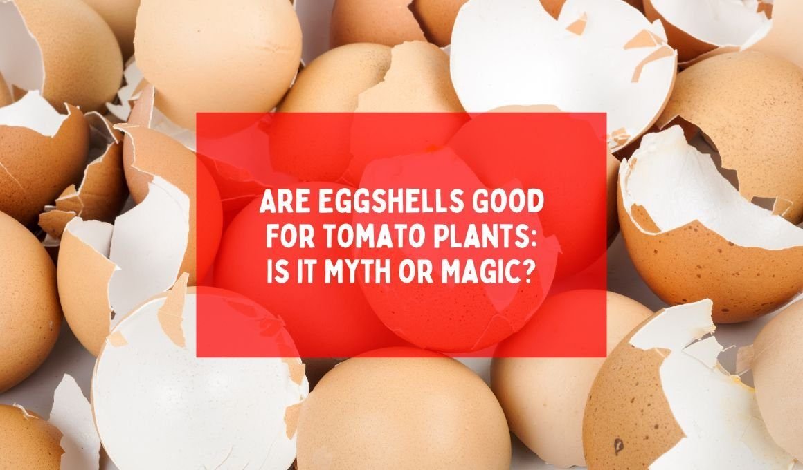 Are Eggshells Good For Tomato Plants: Is It Myth or Magic?
