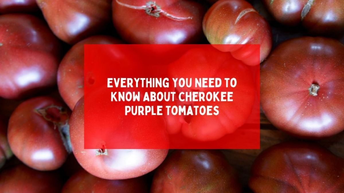 A colorful mix of tomato varieties including purple, red and green tomatoes