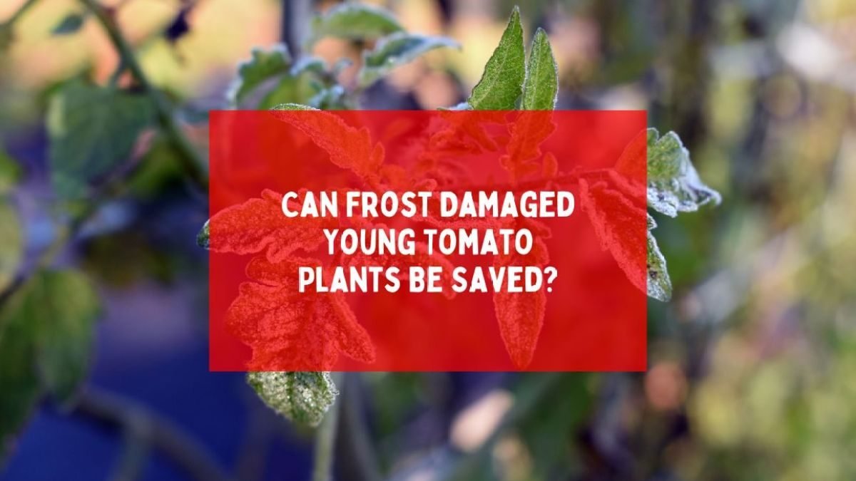 Can Frost-Damaged Young Tomato Plants Be Saved?