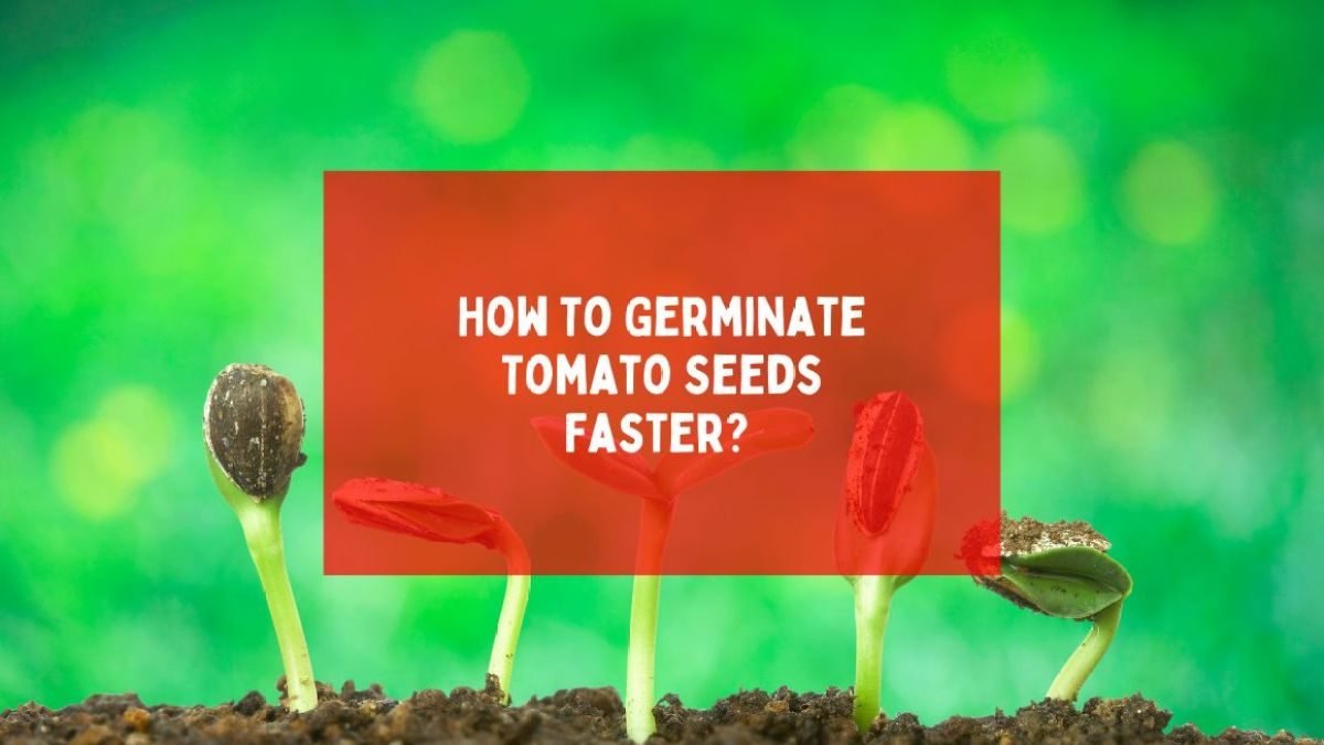 Tomato seeds germinating and sprouting from soil
