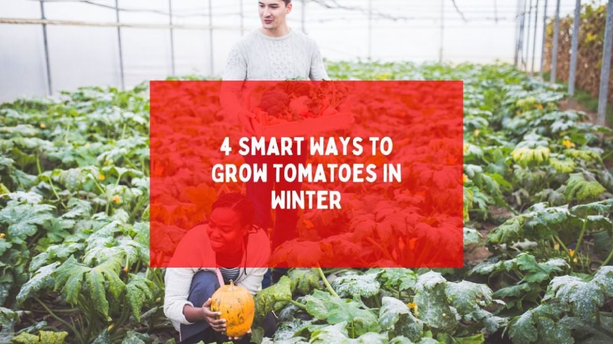 4 Smart Ways To Grow Tomatoes in Winter