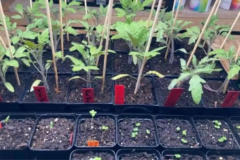 Growing Cherokee Purple Tomatoes