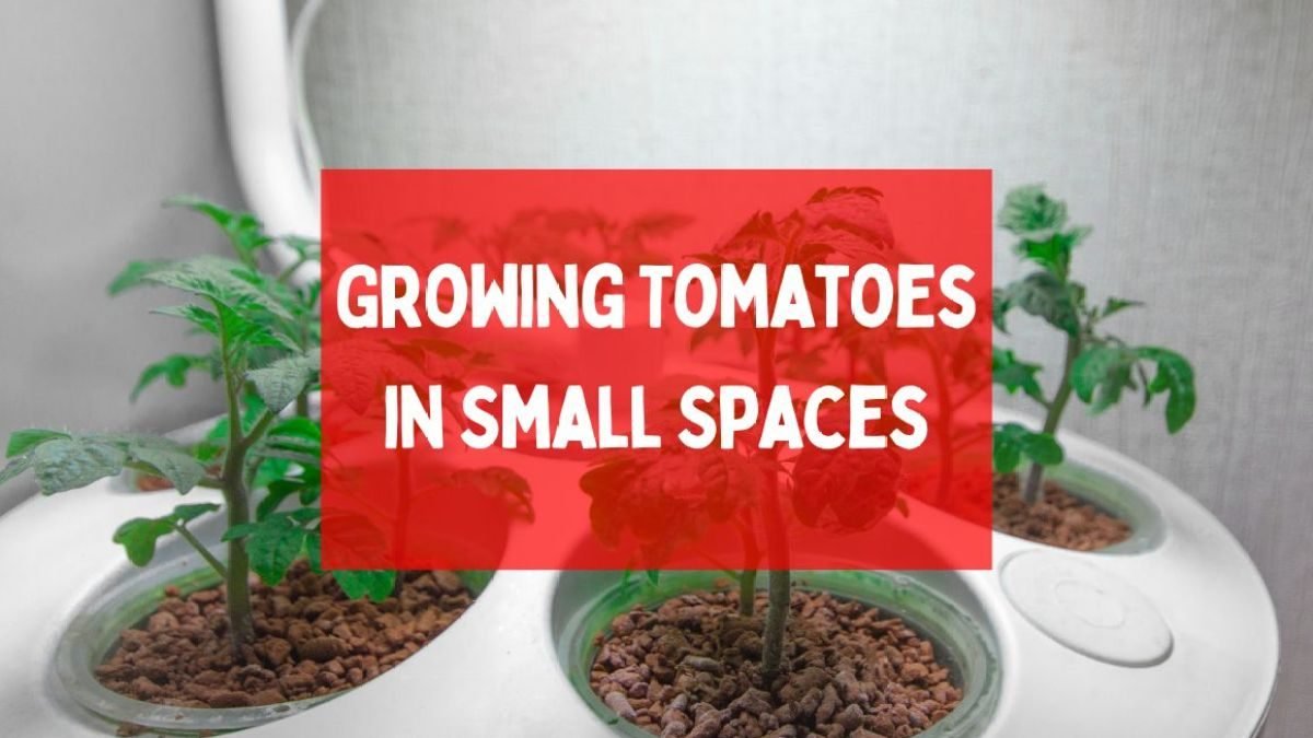 Growing Tomatoes in Small Spaces: 6 Best Varieties to Try