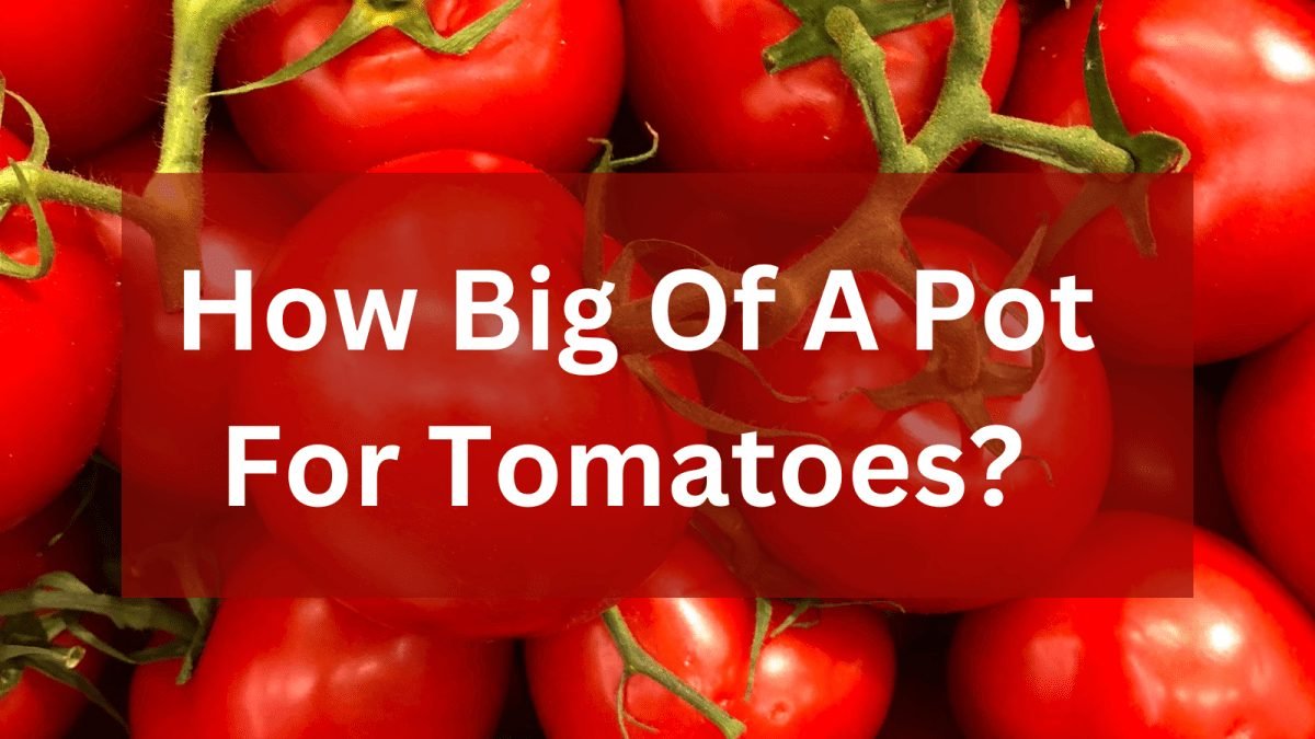How Big Of A Pot For Tomatoes? Ideal Container Size For Tomato Plants