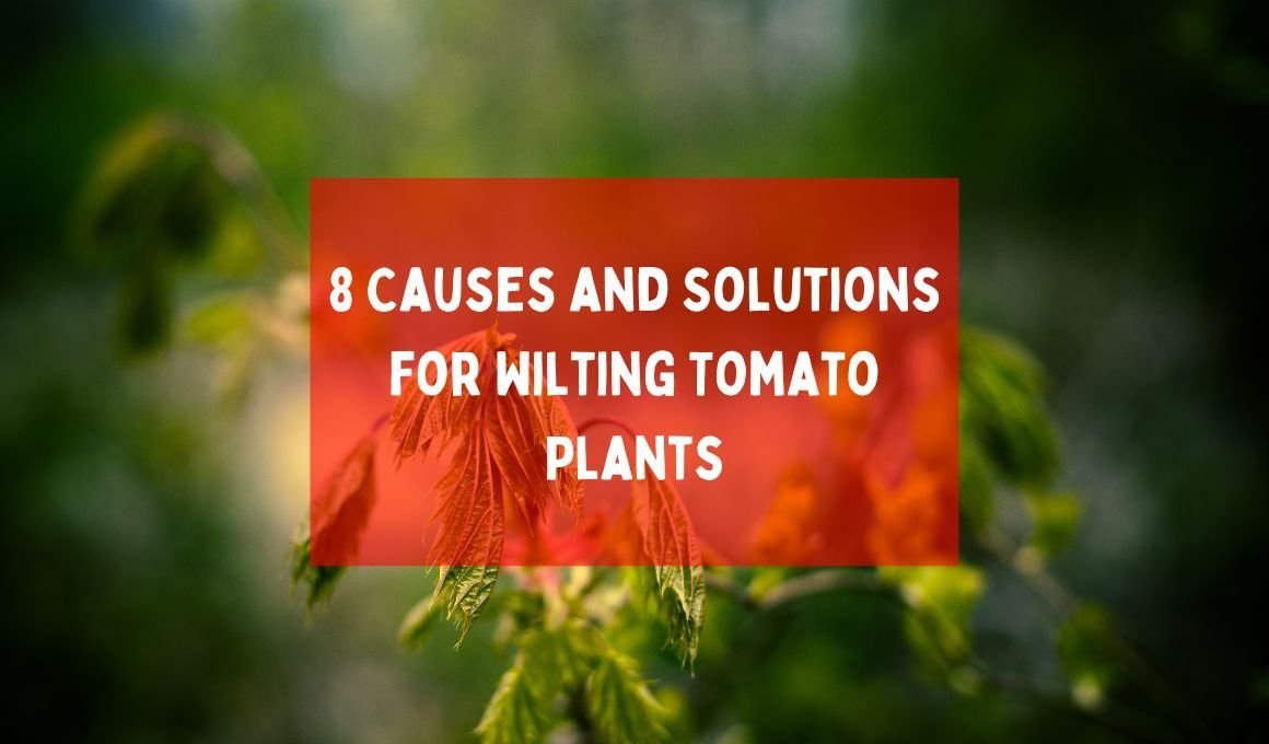 8 Causes and Solutions for Wilting Tomato Plants