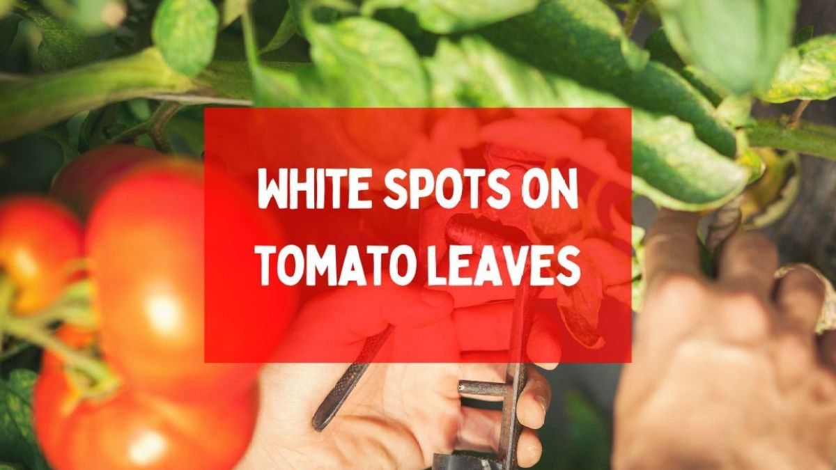 White spots on tomato leaves: their causes and fixes