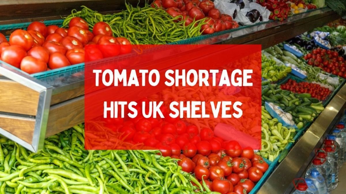 Tomato Shortage Hits UK Shelves: Shortage Leaves Consumers and Retailers in a Bind