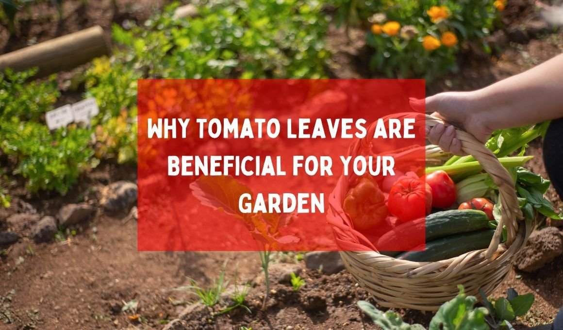Why Tomato Leaves are Beneficial for Your Garden? (5 Solid Reasons)