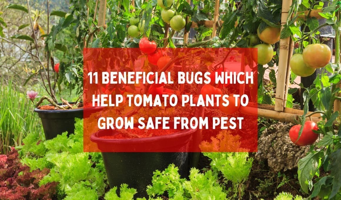 11 Beneficial Bugs That Help Tomato Plants Grow Safe from Pests