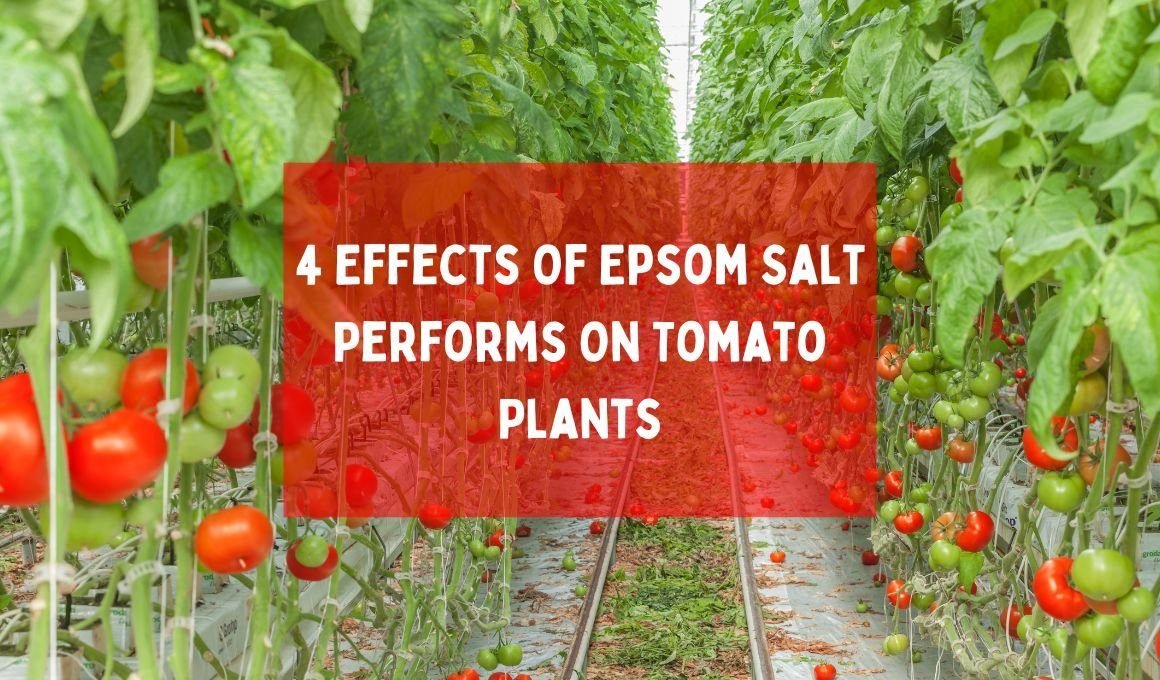 4 Effects Of Epsom Salt Performs On Tomato Plants