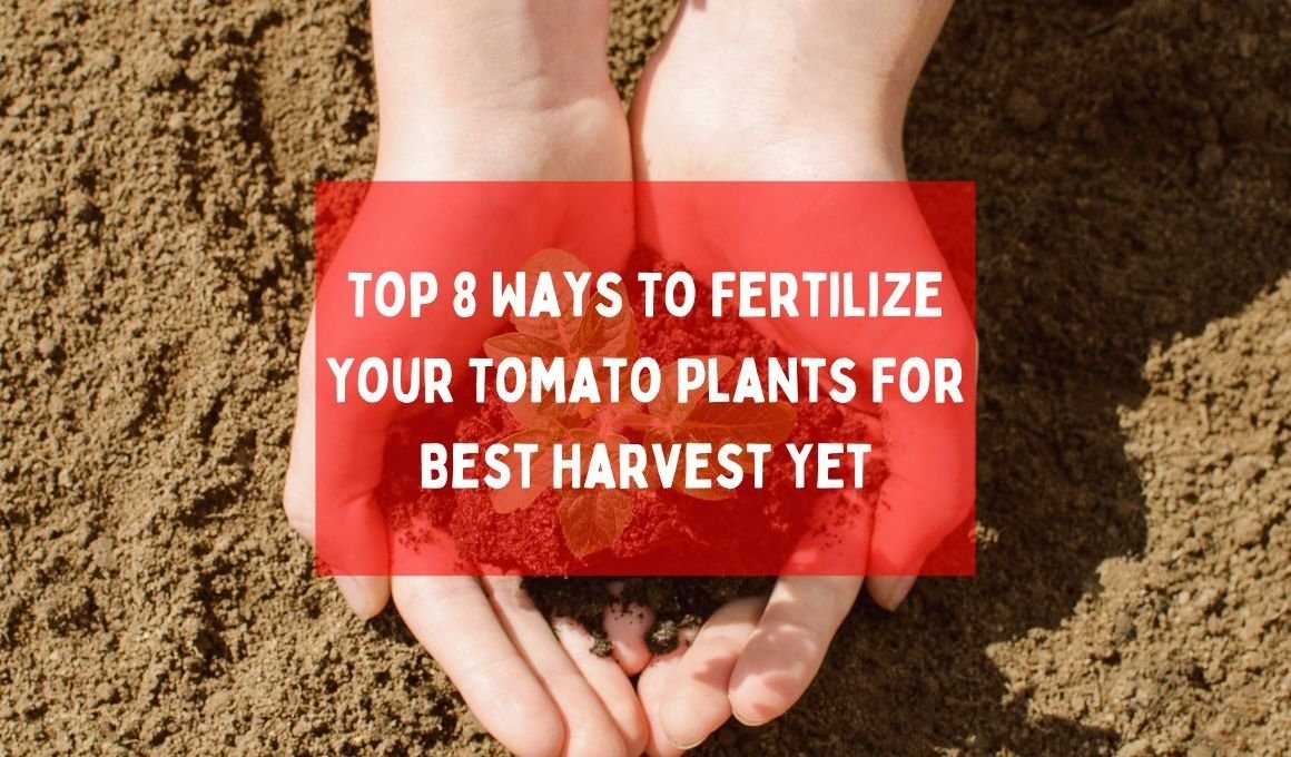 Top 8 Ways To Fertilize Your Tomato Plants For Best Harvest Yet