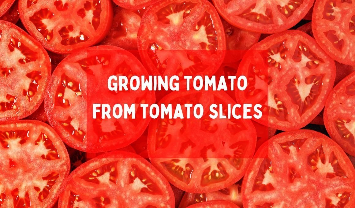 Is Growing Tomato Plants From Sliced Tomato Beneficial?