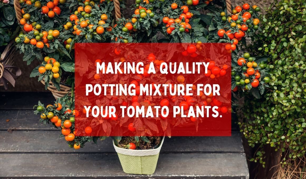 Making a quality potting mixture for your tomato plants.