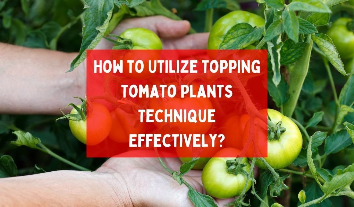 How to Utilize Topping Tomato Plants Technique Effectively?