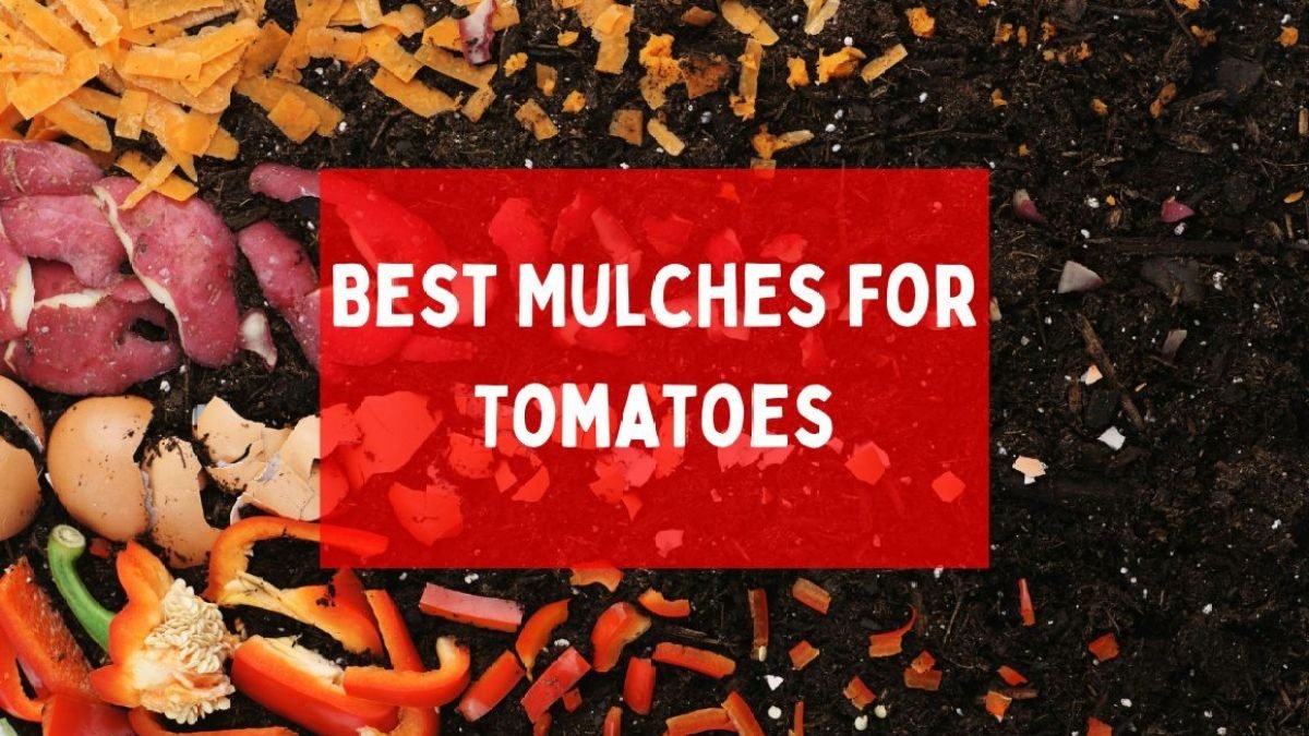 5 Best Mulches For Tomatoes: When and How to Mulch?