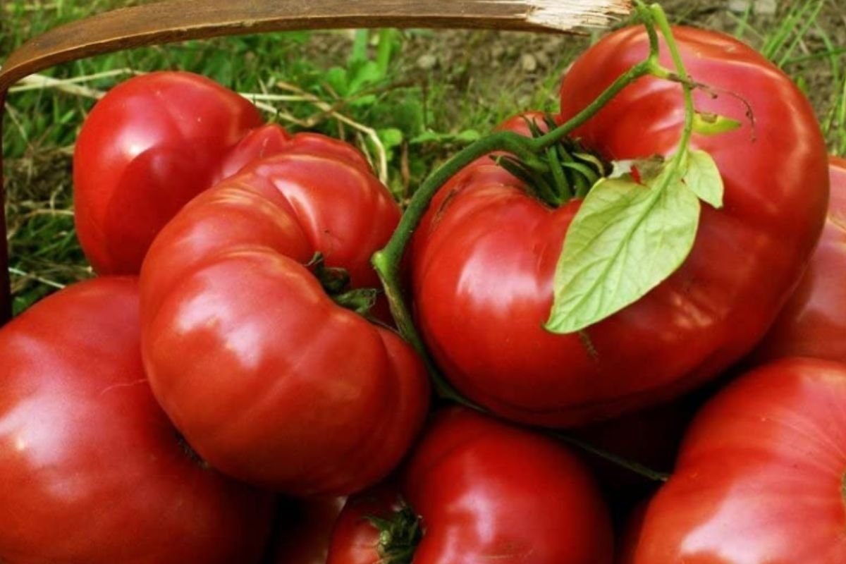 How To Harvest and Preserve Brandywine Tomatoes