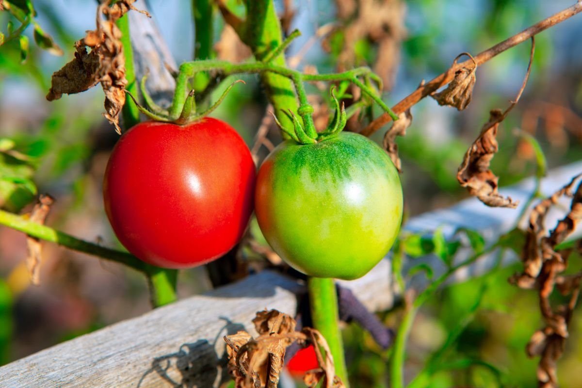 How do I turn green tomatoes red?