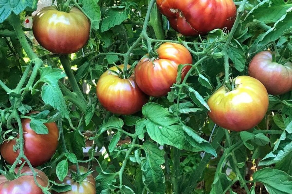 How to Grow Purple Tomatoes