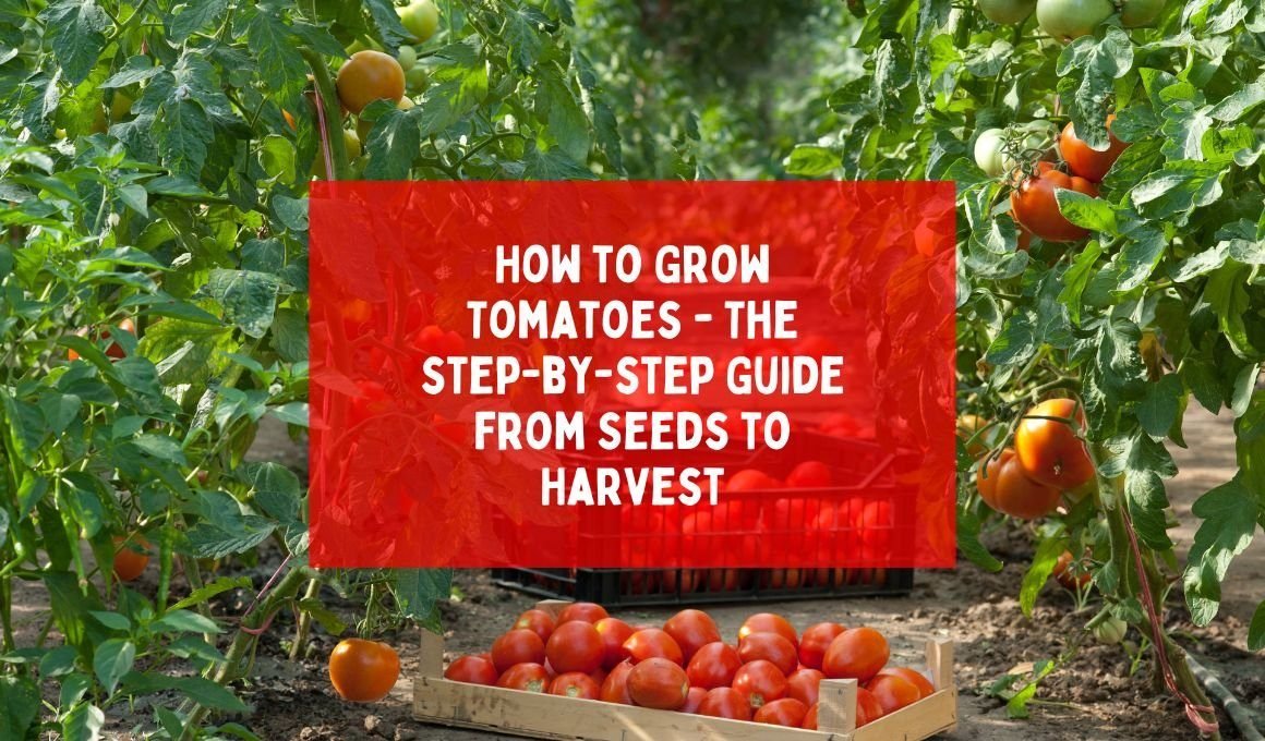 How to Grow Tomatoes – The step-by-step Guide from Seeds to Harvest