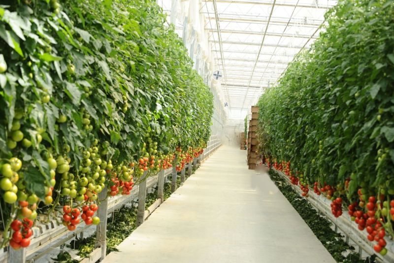 How to Plant Tomatoes in Greenhouse