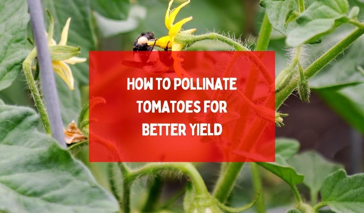 How to Pollinate Tomatoes for Better Yield: A Step-by-Step Guide