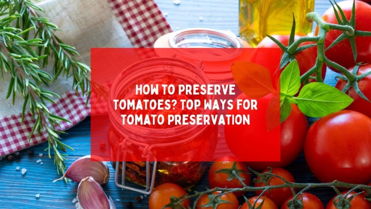Preserved tomatoes stored in glass jars