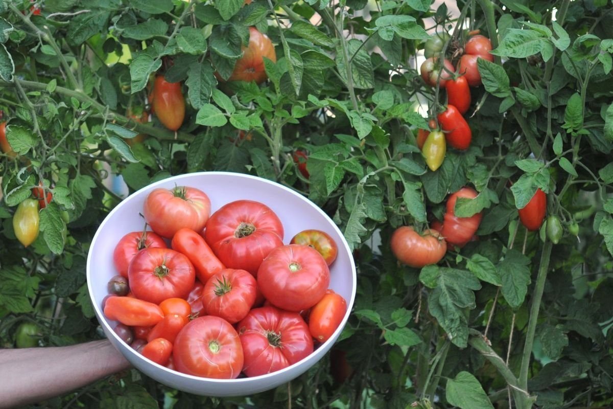 How to grow Brandywine tomatoes