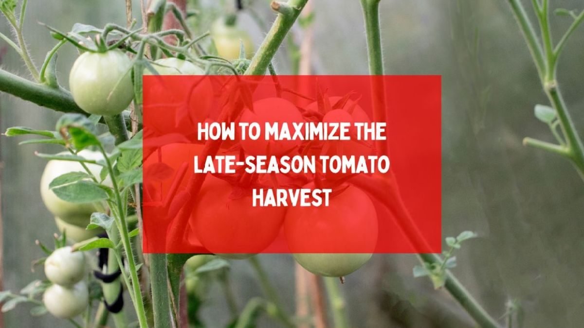 How to maximize the late-season tomato harvest – Some Tips that Work