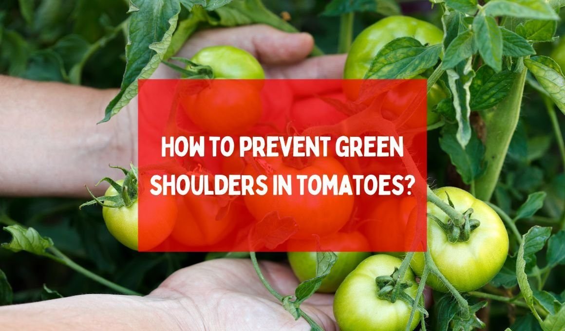 Green shoulders of tomatoes – How to prevent green shoulders in tomatoes?