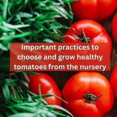 Grow healthy tomatoes from the nursery